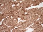 SFRP2 Antibody in Immunohistochemistry (Paraffin) (IHC (P))