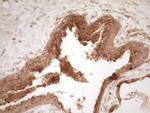 Pellino 1 Antibody in Immunohistochemistry (Paraffin) (IHC (P))