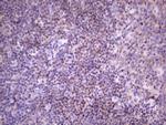 FBXO8 Antibody in Immunohistochemistry (Paraffin) (IHC (P))