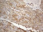 FBXO8 Antibody in Immunohistochemistry (Paraffin) (IHC (P))