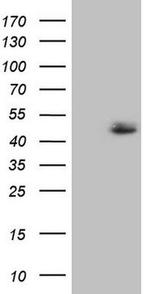 FBXO8 Antibody in Western Blot (WB)