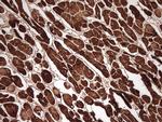 MYL4 Antibody in Immunohistochemistry (Paraffin) (IHC (P))