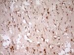 MYL4 Antibody in Immunohistochemistry (Paraffin) (IHC (P))