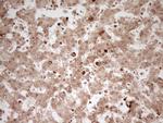 MYL4 Antibody in Immunohistochemistry (Paraffin) (IHC (P))