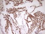 MYL4 Antibody in Immunohistochemistry (Paraffin) (IHC (P))