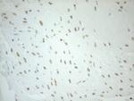 Pellino 1 Antibody in Immunohistochemistry (Paraffin) (IHC (P))