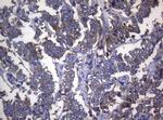 RPL10 Antibody in Immunohistochemistry (Paraffin) (IHC (P))