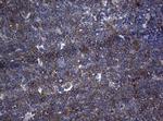 RPL10 Antibody in Immunohistochemistry (Paraffin) (IHC (P))