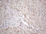 TCEAL1 Antibody in Immunohistochemistry (Paraffin) (IHC (P))