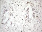 TCEAL1 Antibody in Immunohistochemistry (Paraffin) (IHC (P))