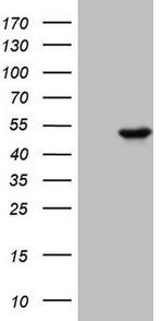 Pellino 1 Antibody in Western Blot (WB)