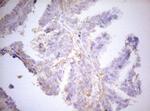 APPL1 Antibody in Immunohistochemistry (Paraffin) (IHC (P))