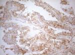 APPL1 Antibody in Immunohistochemistry (Paraffin) (IHC (P))