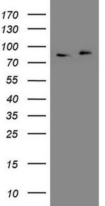 APPL1 Antibody in Western Blot (WB)