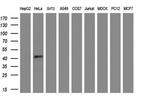 Myostatin Antibody in Western Blot (WB)