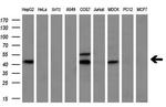 Myostatin Antibody in Western Blot (WB)