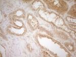 BTG1 Antibody in Immunohistochemistry (Paraffin) (IHC (P))