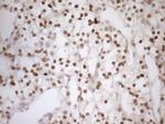 PCQAP Antibody in Immunohistochemistry (Paraffin) (IHC (P))