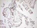 PCQAP Antibody in Immunohistochemistry (Paraffin) (IHC (P))