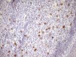 PCQAP Antibody in Immunohistochemistry (Paraffin) (IHC (P))