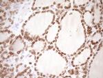 PCQAP Antibody in Immunohistochemistry (Paraffin) (IHC (P))