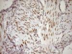 PCQAP Antibody in Immunohistochemistry (Paraffin) (IHC (P))