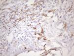 FOLR2 Antibody in Immunohistochemistry (Paraffin) (IHC (P))