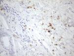 FOLR2 Antibody in Immunohistochemistry (Paraffin) (IHC (P))