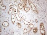 PSMG2 Antibody in Immunohistochemistry (Paraffin) (IHC (P))