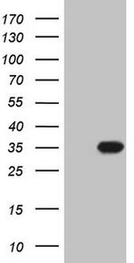 PSMG2 Antibody in Western Blot (WB)