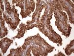 TRBP Antibody in Immunohistochemistry (Paraffin) (IHC (P))