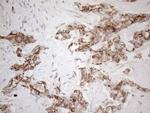 STOML2 Antibody in Immunohistochemistry (Paraffin) (IHC (P))