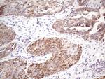 STOML2 Antibody in Immunohistochemistry (Paraffin) (IHC (P))