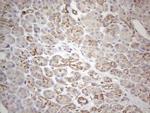 MAVS Antibody in Immunohistochemistry (Paraffin) (IHC (P))