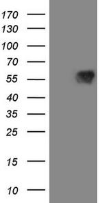 MAVS Antibody in Western Blot (WB)