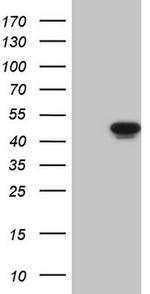 WTAP Antibody in Western Blot (WB)