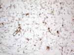 NOBOX Antibody in Immunohistochemistry (Paraffin) (IHC (P))