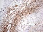 NOBOX Antibody in Immunohistochemistry (Paraffin) (IHC (P))