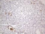 NOBOX Antibody in Immunohistochemistry (Paraffin) (IHC (P))