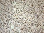 RGL2 Antibody in Immunohistochemistry (Paraffin) (IHC (P))