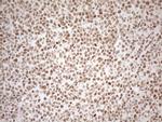 RGL2 Antibody in Immunohistochemistry (Paraffin) (IHC (P))