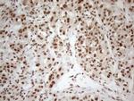 RGL2 Antibody in Immunohistochemistry (Paraffin) (IHC (P))