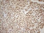 RGL2 Antibody in Immunohistochemistry (Paraffin) (IHC (P))