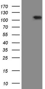 RGL2 Antibody in Western Blot (WB)