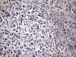 XRCC6BP1 Antibody in Immunohistochemistry (Paraffin) (IHC (P))