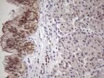 SRSF9 Antibody in Immunohistochemistry (Paraffin) (IHC (P))