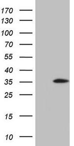 SRSF9 Antibody in Western Blot (WB)