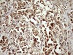 MRG15 Antibody in Immunohistochemistry (Paraffin) (IHC (P))