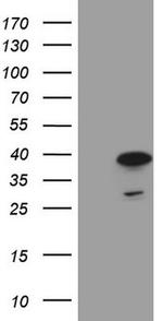 MRG15 Antibody in Western Blot (WB)