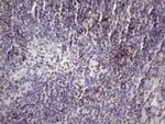 SRSF9 Antibody in Immunohistochemistry (Paraffin) (IHC (P))